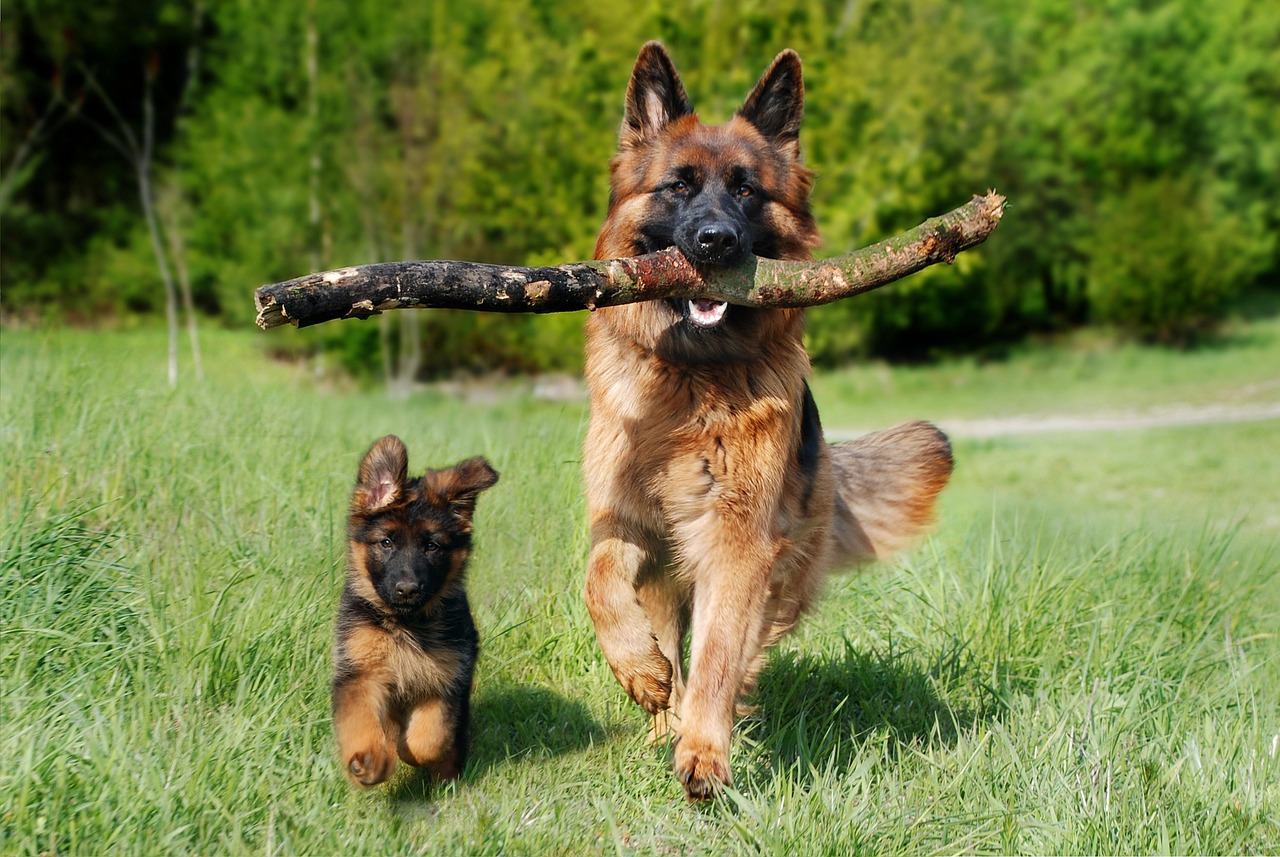 Szkolenie psa – co warto wiedzieć, aby poprawić jego zachowanie